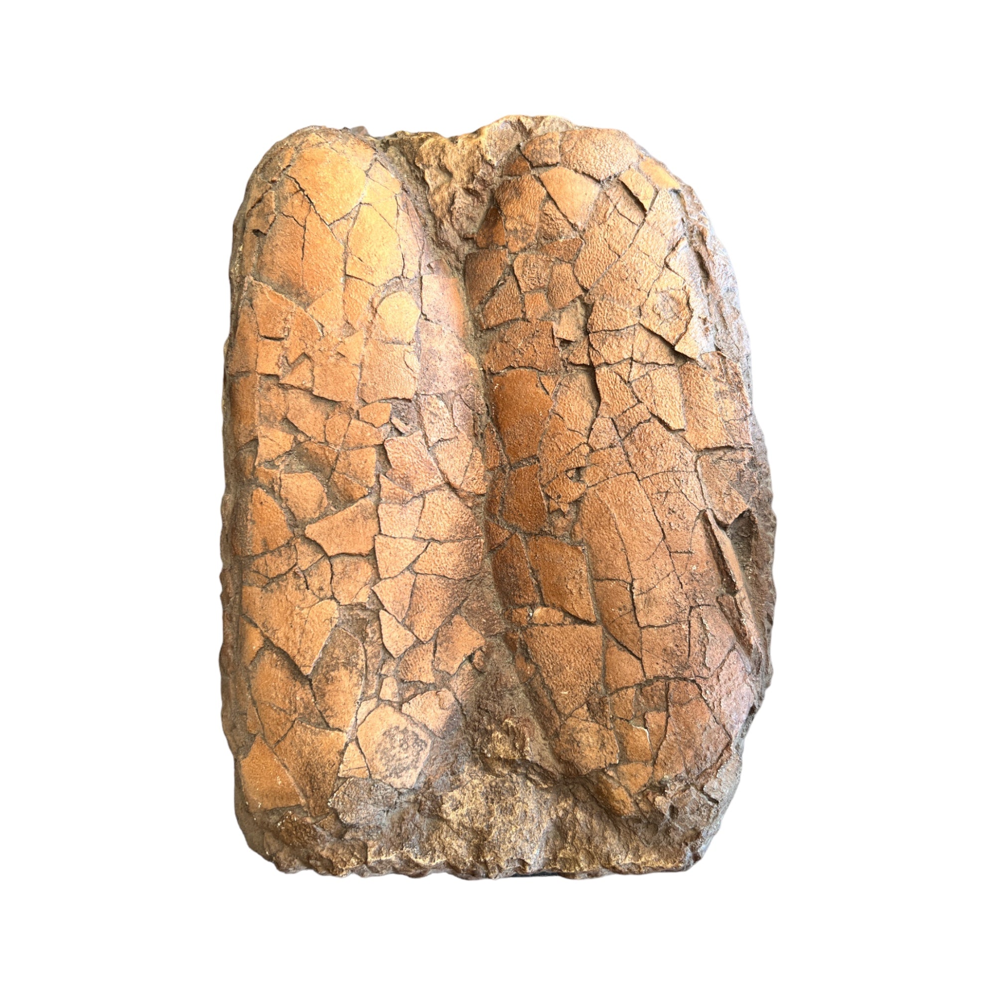 Egg Replica (Tarbosaurus Egg Pair Panel)