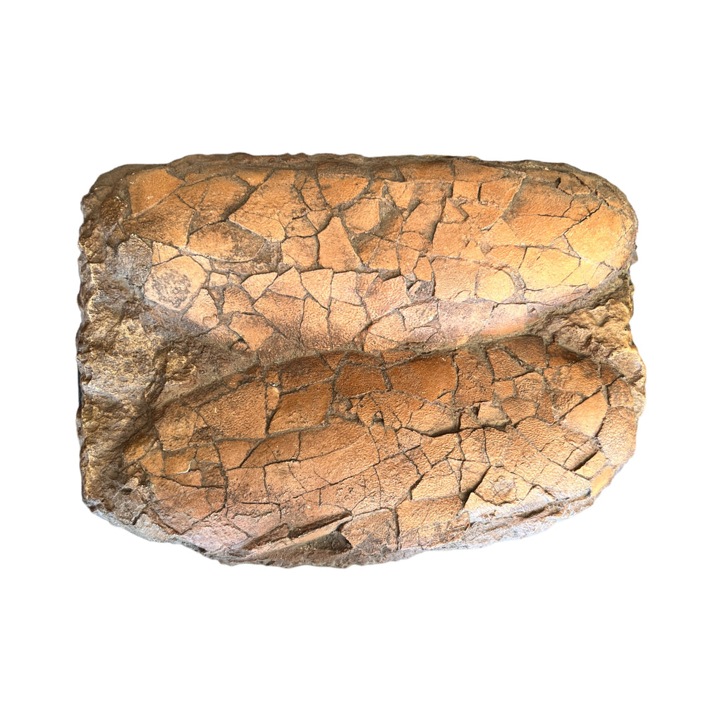 Egg Replica (Tarbosaurus Egg Pair Panel)