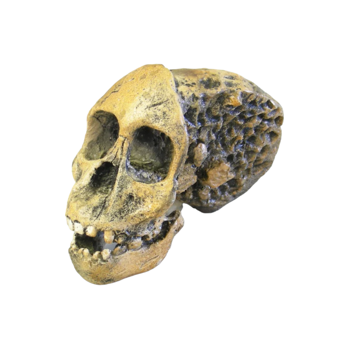 Skull Replica (Taung Child)