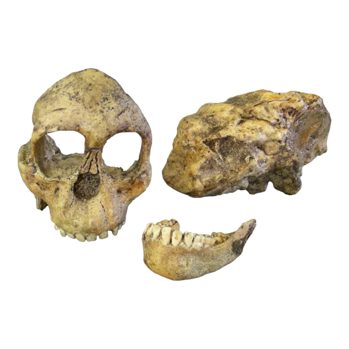 Skull Replica (Taung Child)