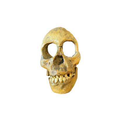 Skull Replica (Taung Child)