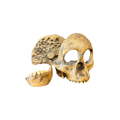 Skull Replica (Taung Child)