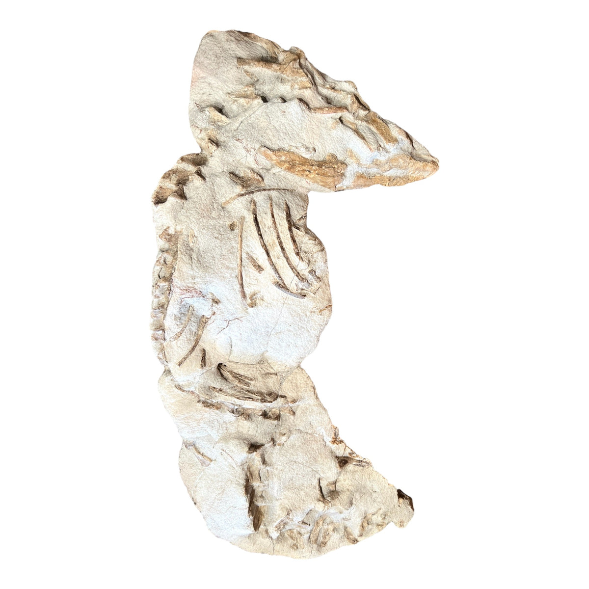 Juvenile Tethysaurus