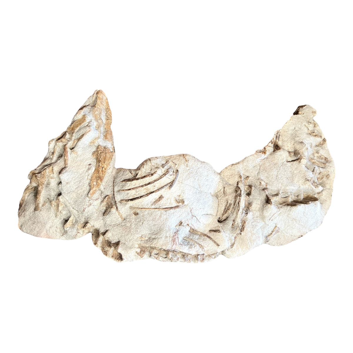 Juvenile Tethysaurus