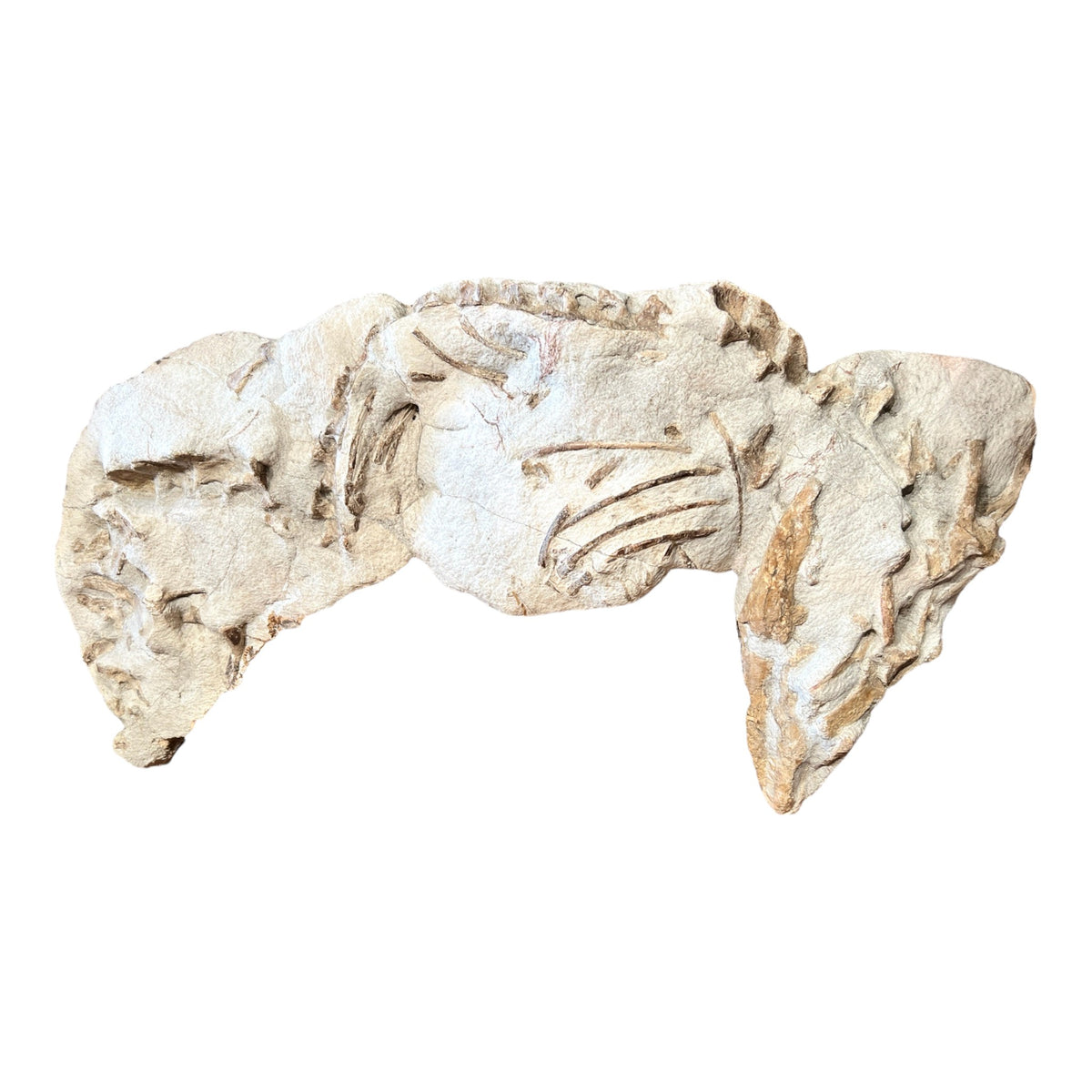 Juvenile Tethysaurus