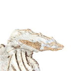 Juvenile Tethysaurus