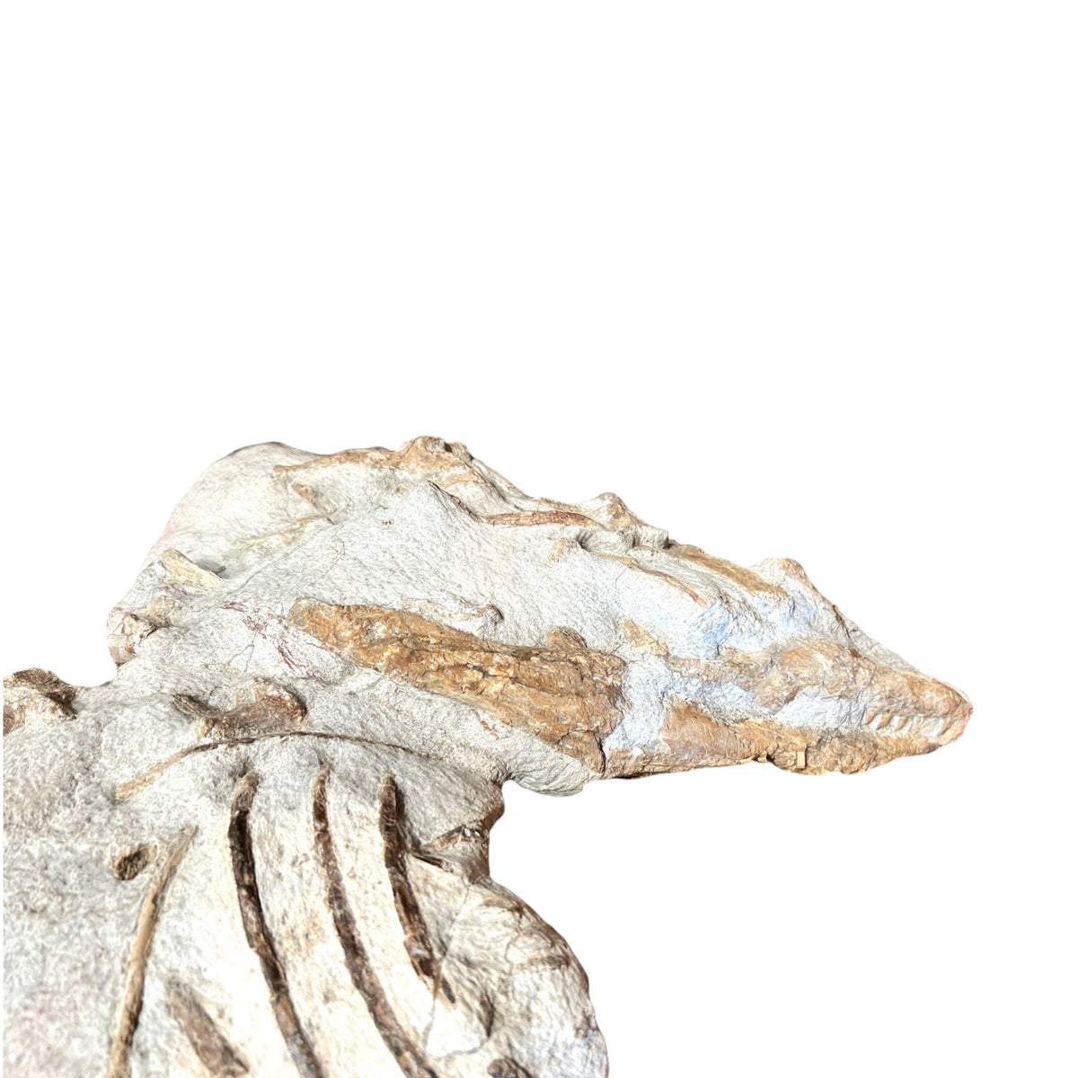 Juvenile Tethysaurus