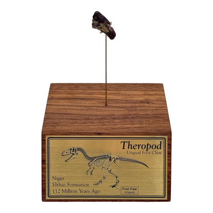 Theropod Claw