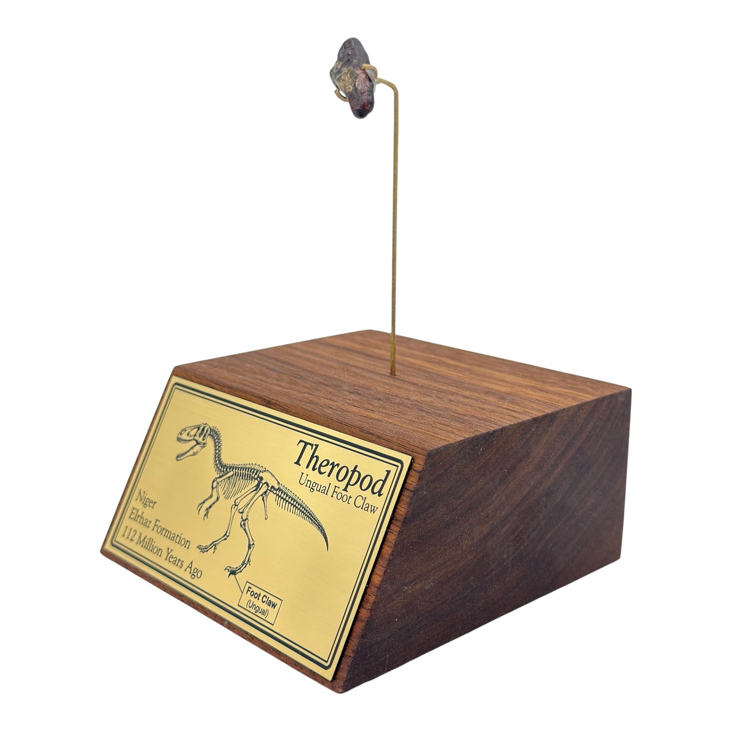 Theropod Claw