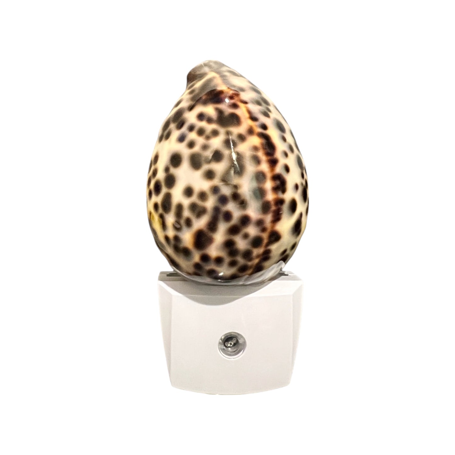 Tiger Cowrie Night Light