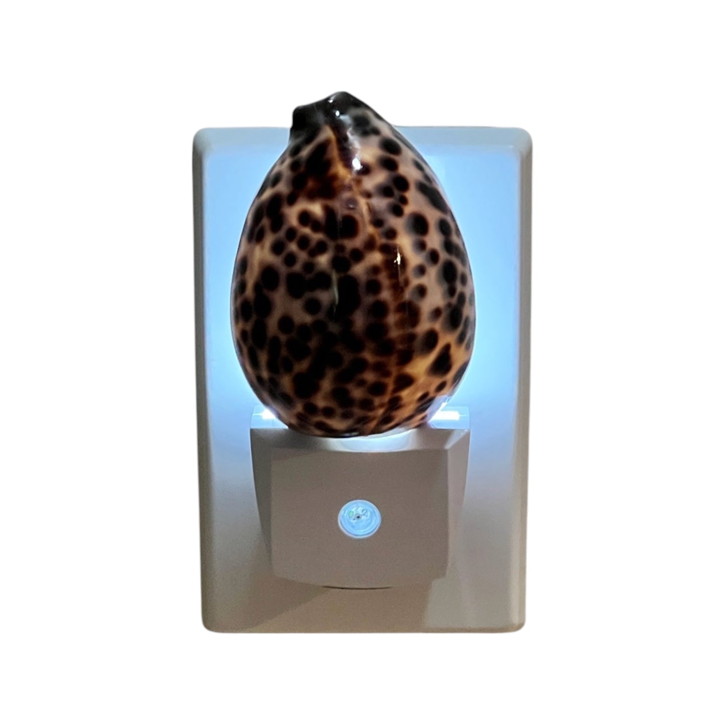 Tiger Cowrie Night Light