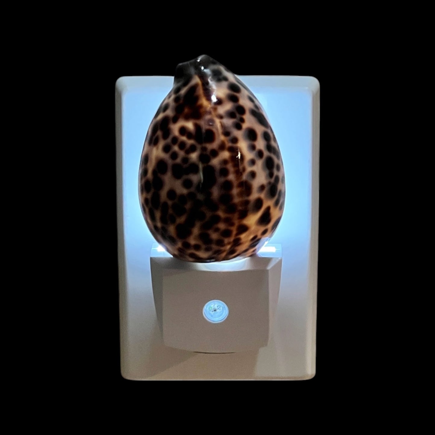 Tiger Cowrie Night Light