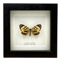 Boisduval's Tiger Moth