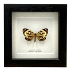 Boisduval's Tiger Moth