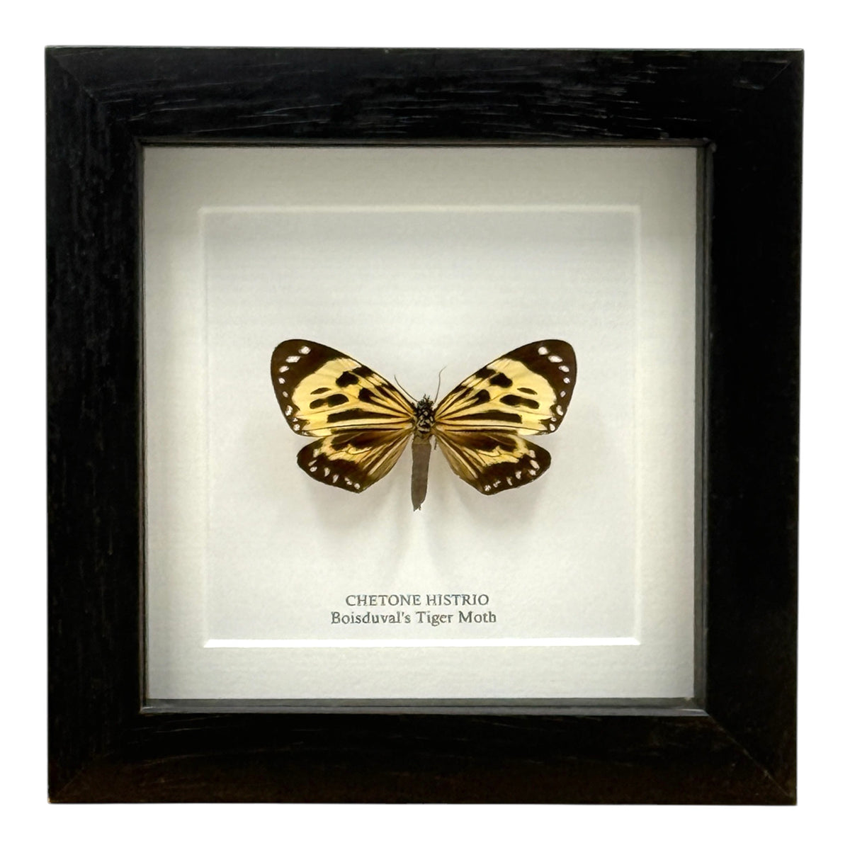 Boisduval's Tiger Moth