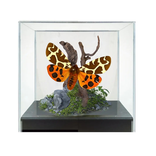 Garden Tiger Moth Diorama