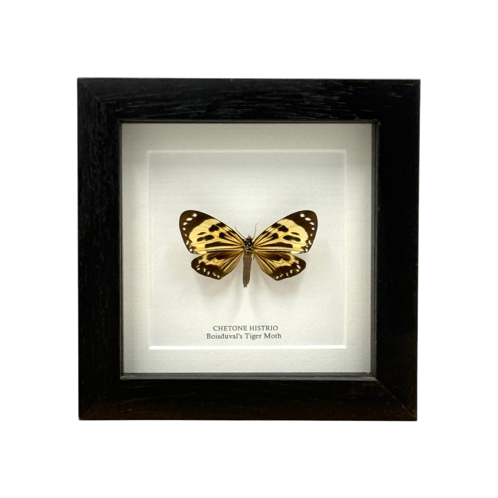 Boisduval's Tiger Moth