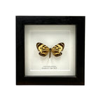 Boisduval's Tiger Moth