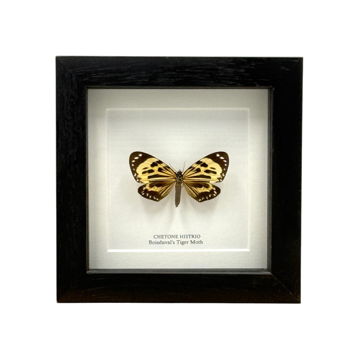 Boisduval's Tiger Moth