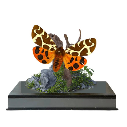 Garden Tiger Moth Diorama