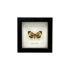 Boisduval's Tiger Moth