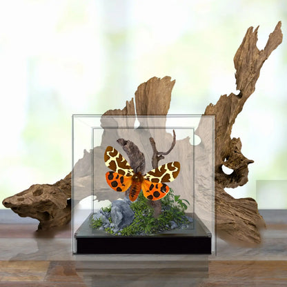 Garden Tiger Moth Diorama