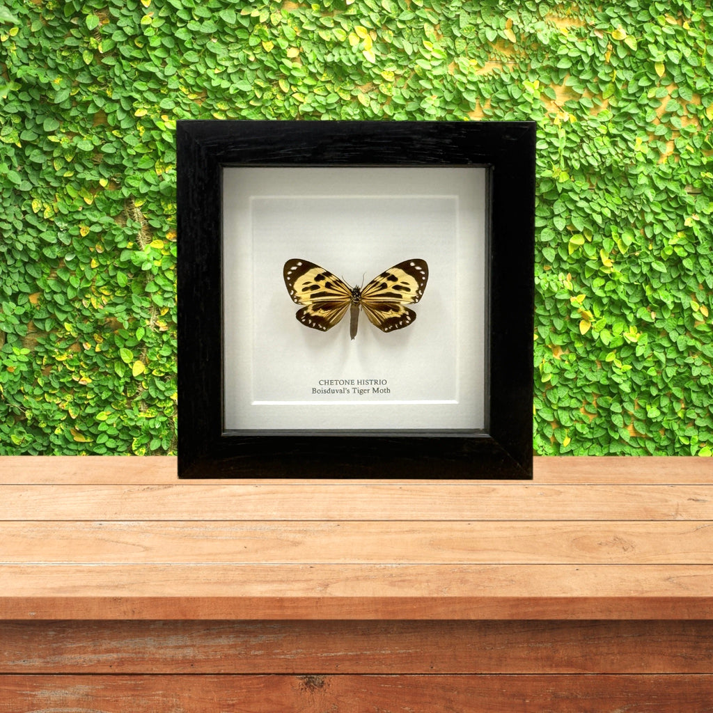 Boisduval's Tiger Moth