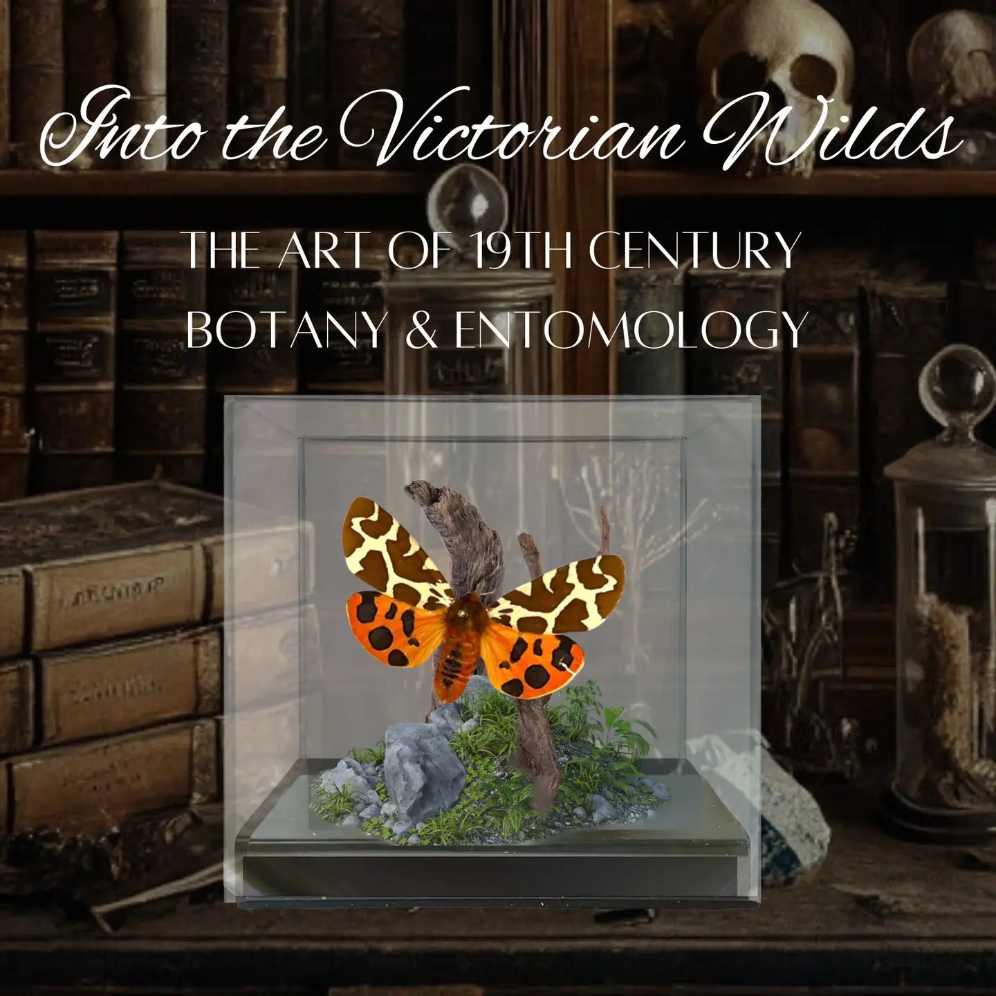 Garden Tiger Moth Diorama