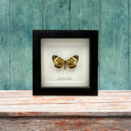 Boisduval's Tiger Moth