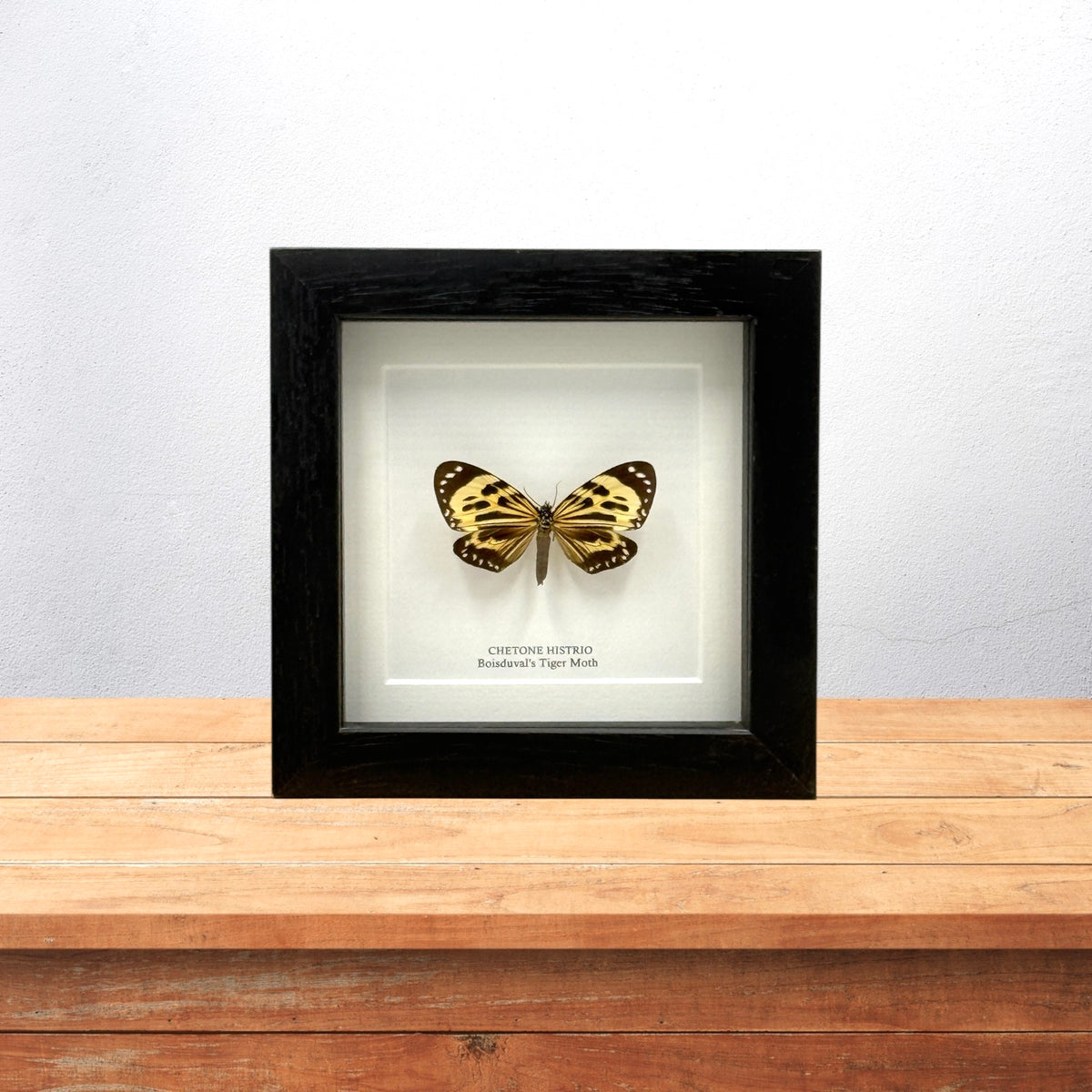 Boisduval's Tiger Moth