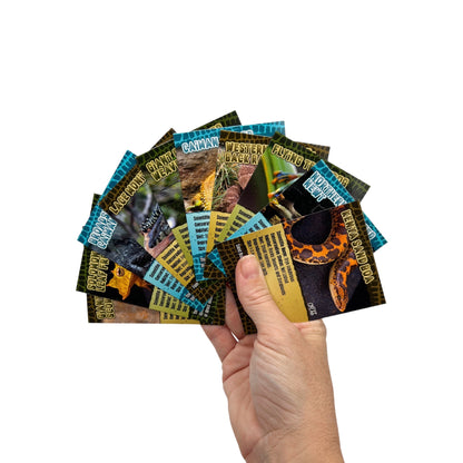 Trading Cards (Pack)