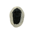 Treveropyge Trilobite