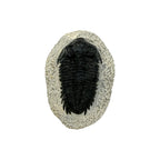 Treveropyge Trilobite