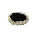 Treveropyge Trilobite