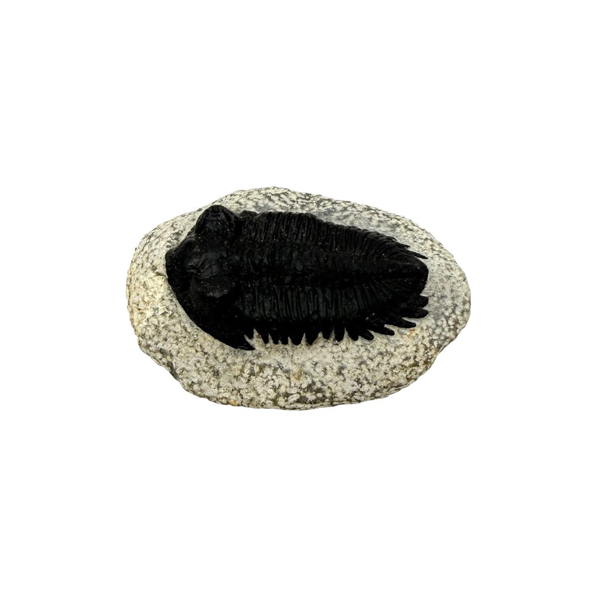 Treveropyge Trilobite