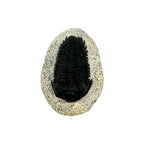 Treveropyge Trilobite