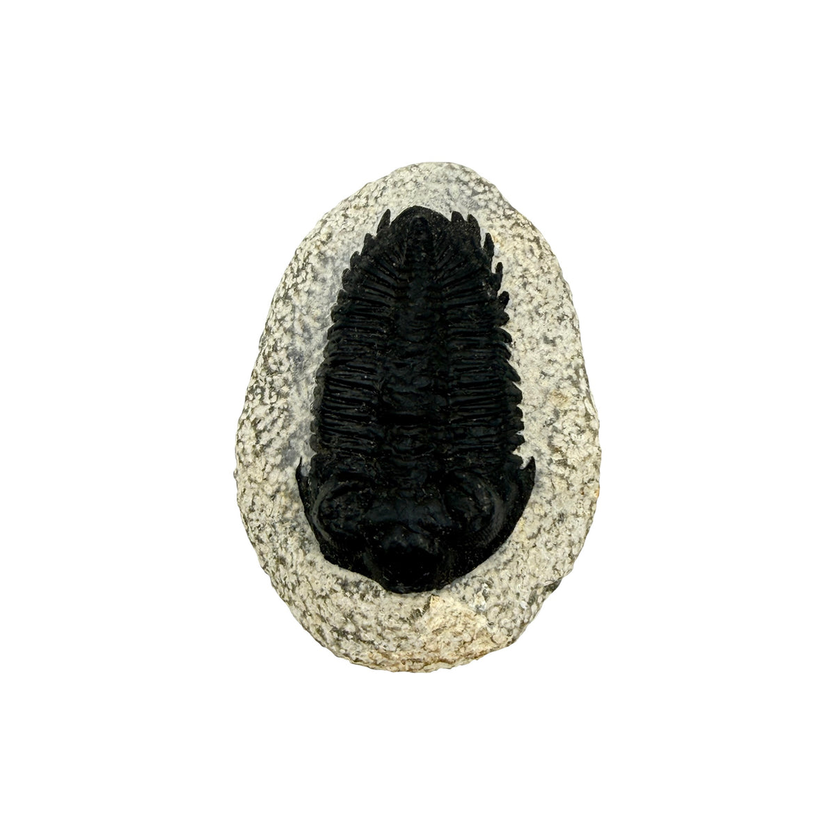 Treveropyge Trilobite