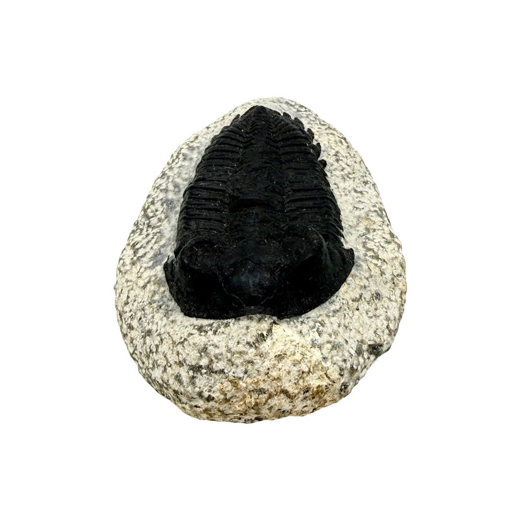 Treveropyge Trilobite
