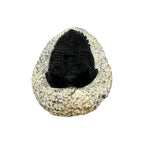 Treveropyge Trilobite