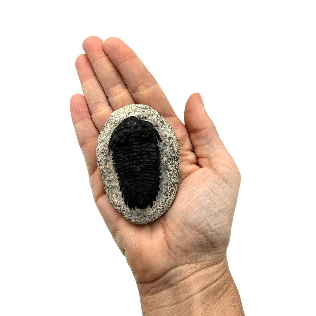 Treveropyge Trilobite