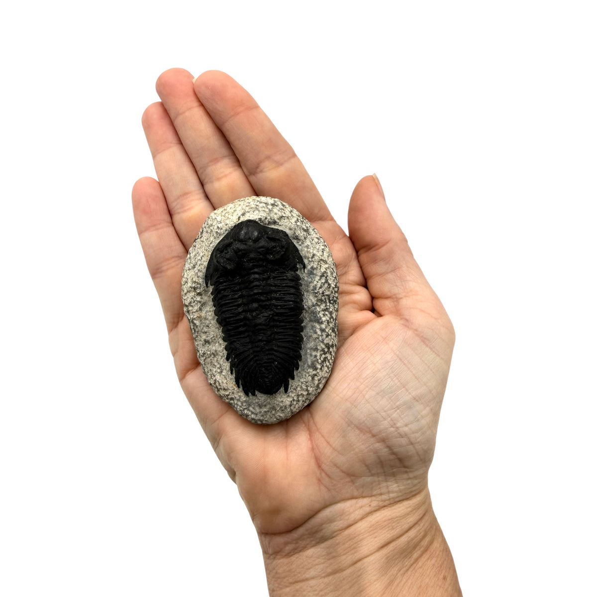 Treveropyge Trilobite