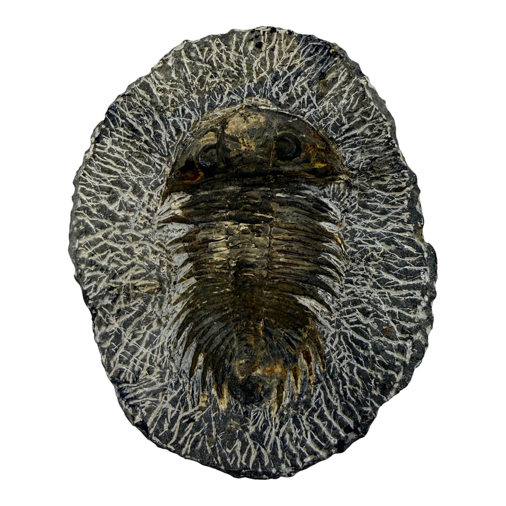Treveropyge maura Trilobite