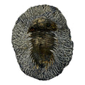 Treveropyge maura Trilobite
