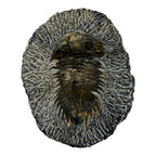 Treveropyge maura Trilobite