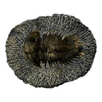 Treveropyge maura Trilobite