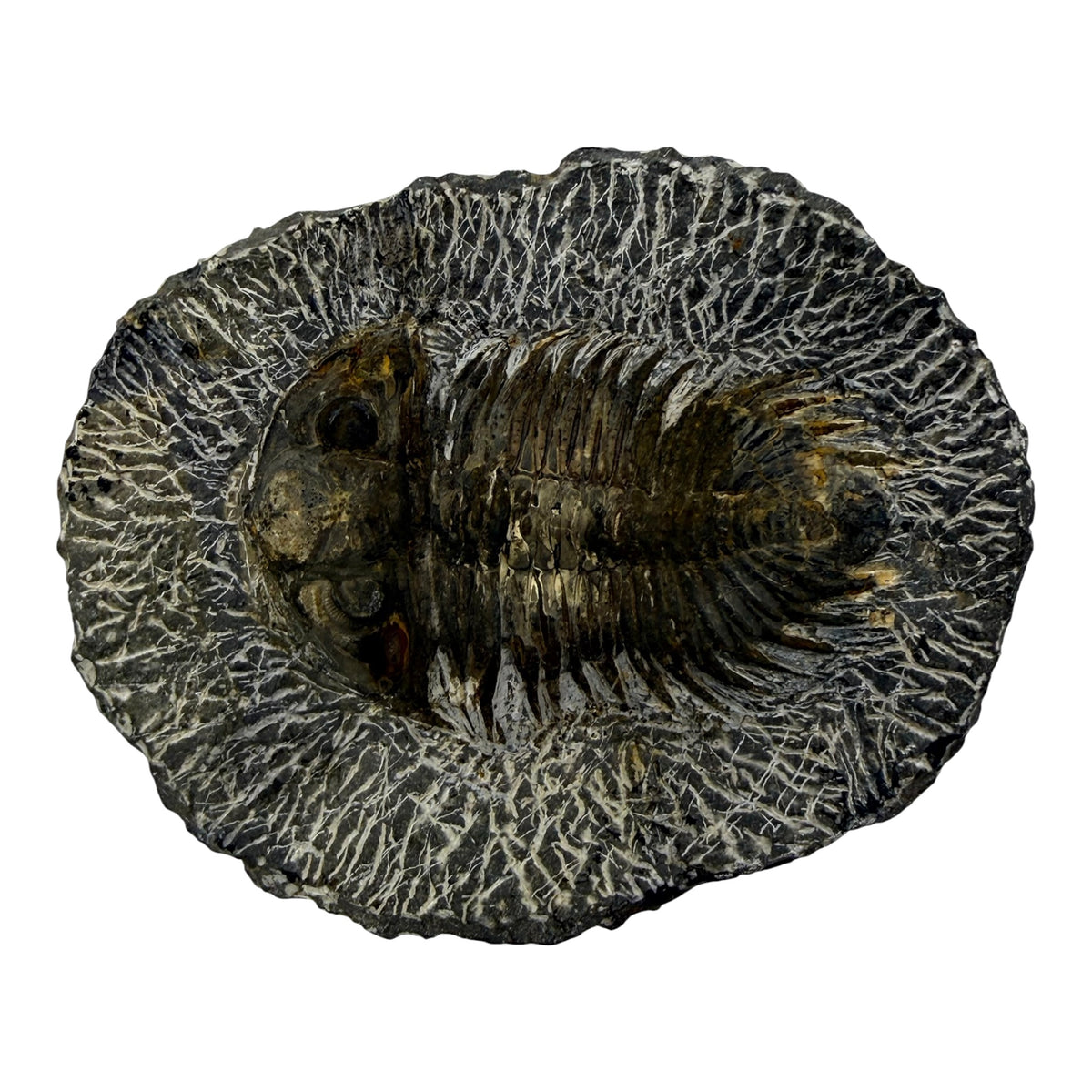 Treveropyge maura Trilobite