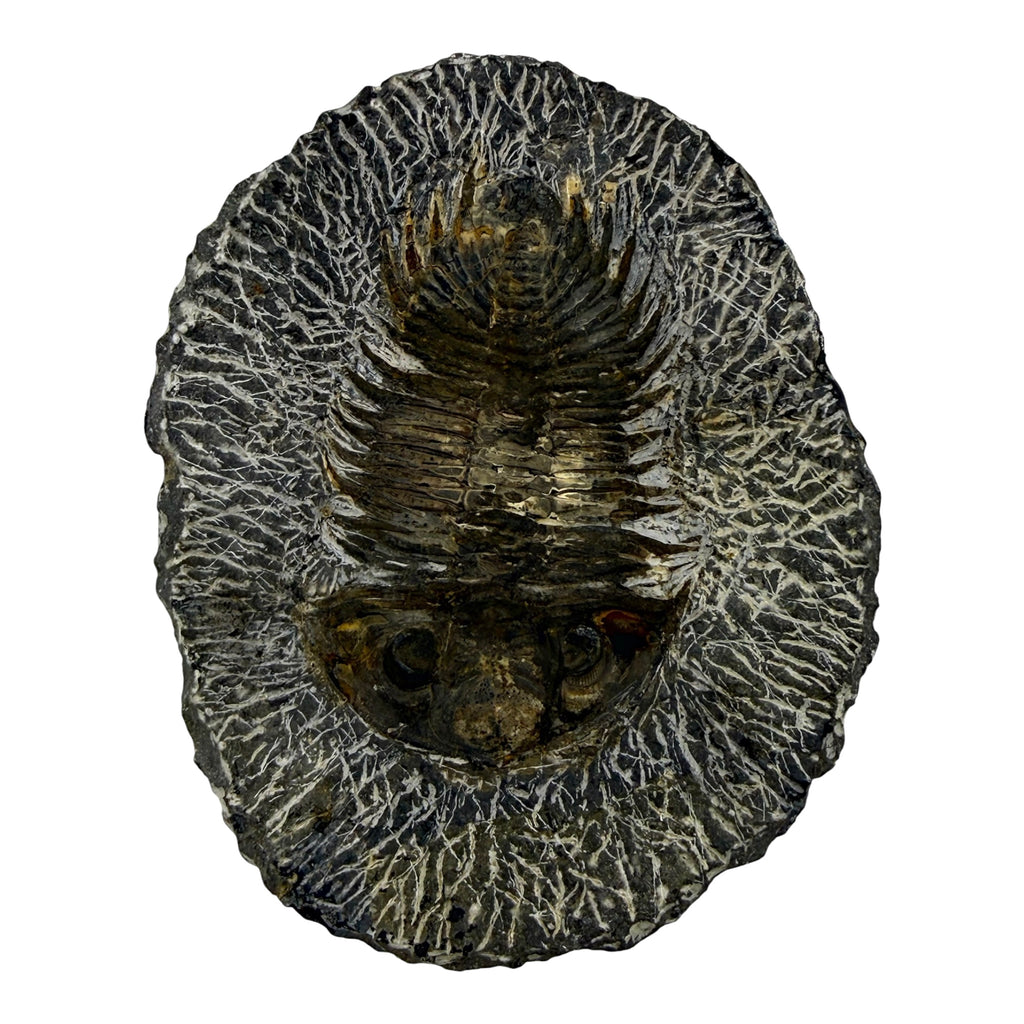 Treveropyge maura Trilobite