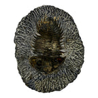 Treveropyge maura Trilobite