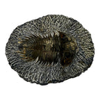 Treveropyge maura Trilobite
