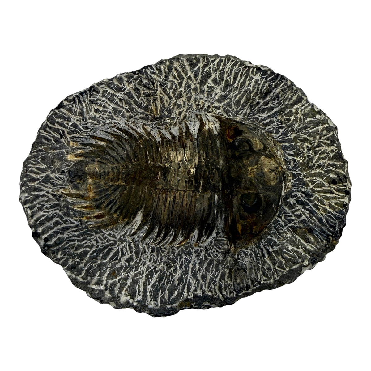 Treveropyge maura Trilobite